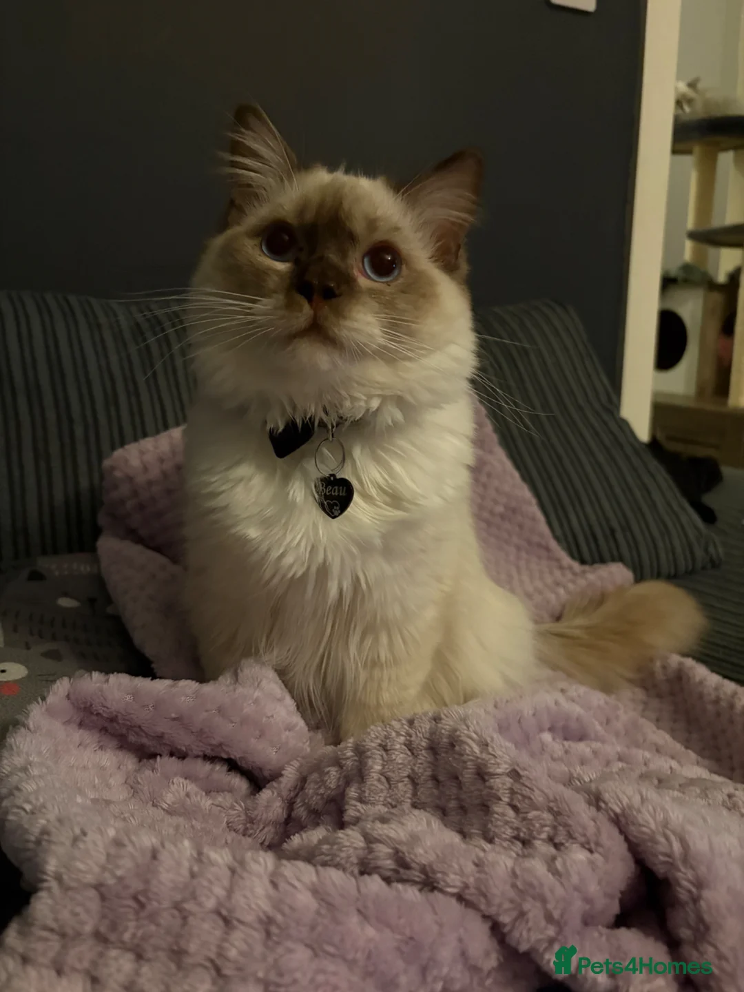 Ragdoll cats for sale: TICA registered chocolate mitted ragdoll - Advert 1