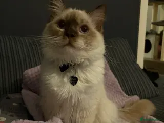 Ragdoll cats TICA registered chocolate mitted ragdoll - Advert 5