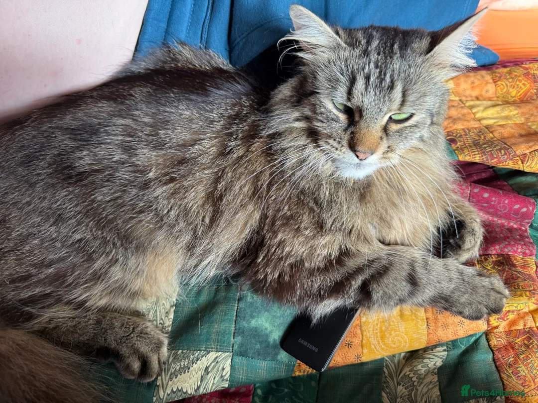 Mixed Breed cats for sale: Female longhair  in Ardrossan - Advert 2