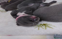 Staffordshire Bull Terrier dogs for sale: Blue Staffordshire Bull Terrier 🐶 Puppies 🐶 - Image 22