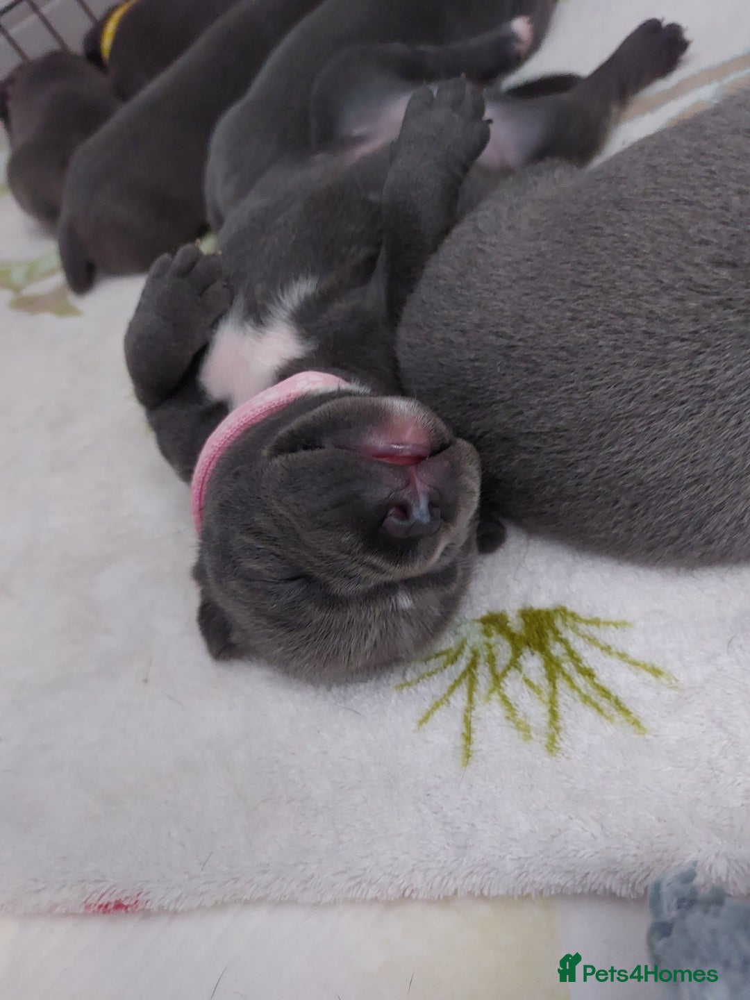 Staffordshire Bull Terrier dogs for sale: Blue Staffordshire Bull Terrier 🐶 Puppies 🐶 - Image 22