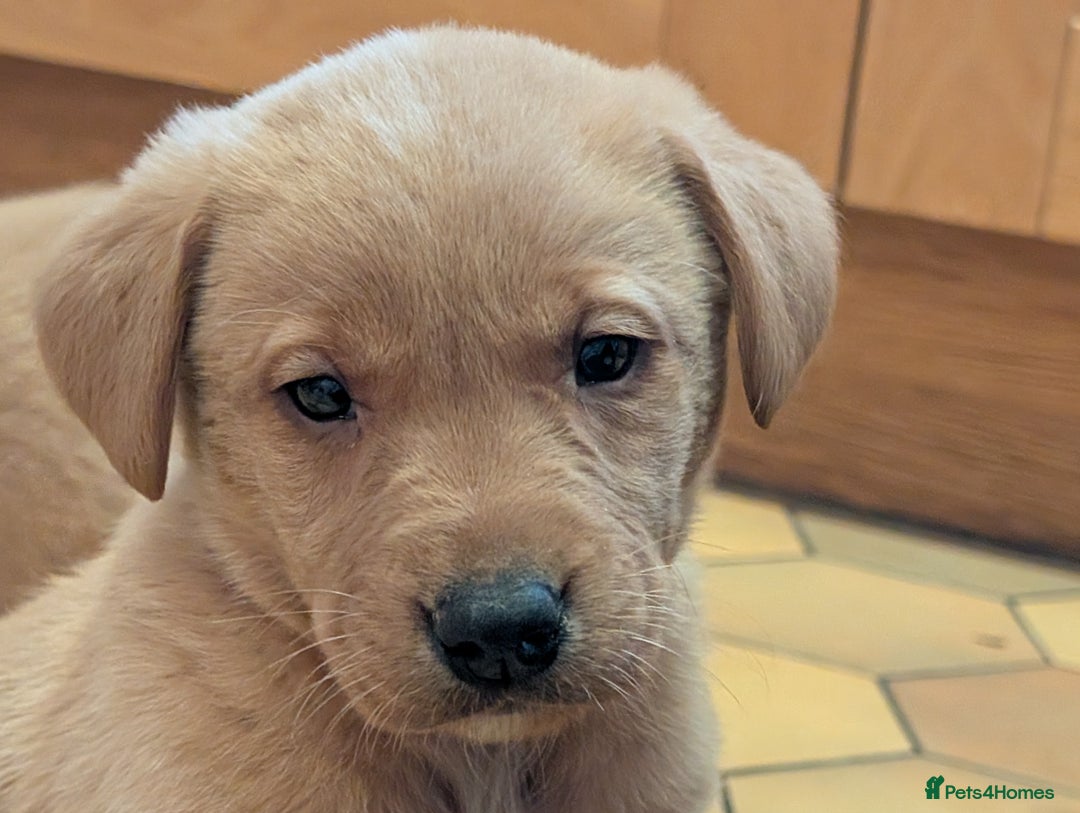 Labrador Retriever dogs for sale: Stunning litter of Labrador retriever pups  - Advert 10