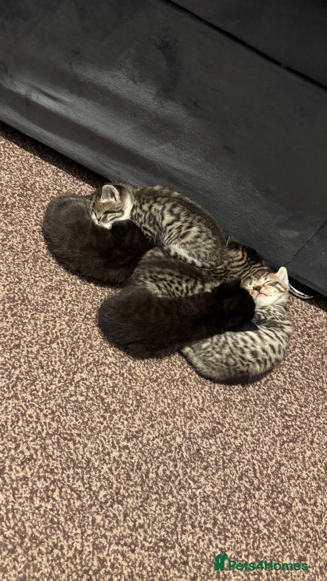 Domestic Shorthair cats for sale: 6 beautiful mixed breed kittens - Advert 1