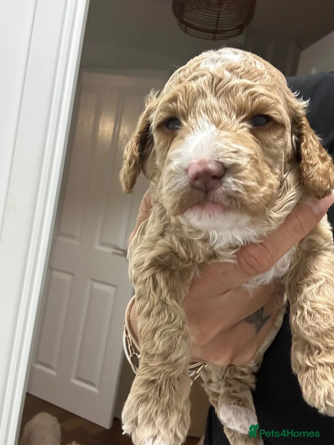 Cockapoo dogs for sale: Beautiful Cockapoo puppies (3 LEFT)  - Advert 15