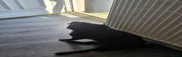 Pug dogs for sale: Boy Pug - Advert 4