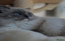Ragdoll cats for sale: 🐾 Beautiful Blue Point Ragdoll Kittens 🐾 - Image 13