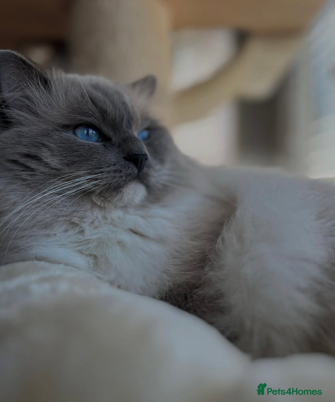 Ragdoll cats for sale: 🐾 Beautiful Blue Point Ragdoll Kittens 🐾 - Image 13