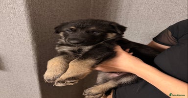 German Shepherd dogs 7 CHUNKY GERMAN SHEPHERD PUPPIES KC REGISTERED - Advert 7