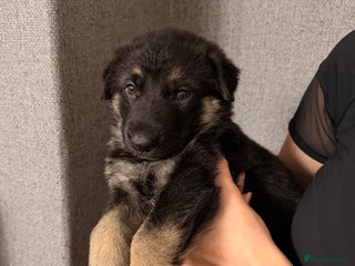 German Shepherd dogs 7 CHUNKY GERMAN SHEPHERD PUPPIES KC REGISTERED - Advert 6