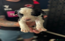Mixed Breed dogs for sale: American bulldog (not bully) x cocker spaniel  - Image 16