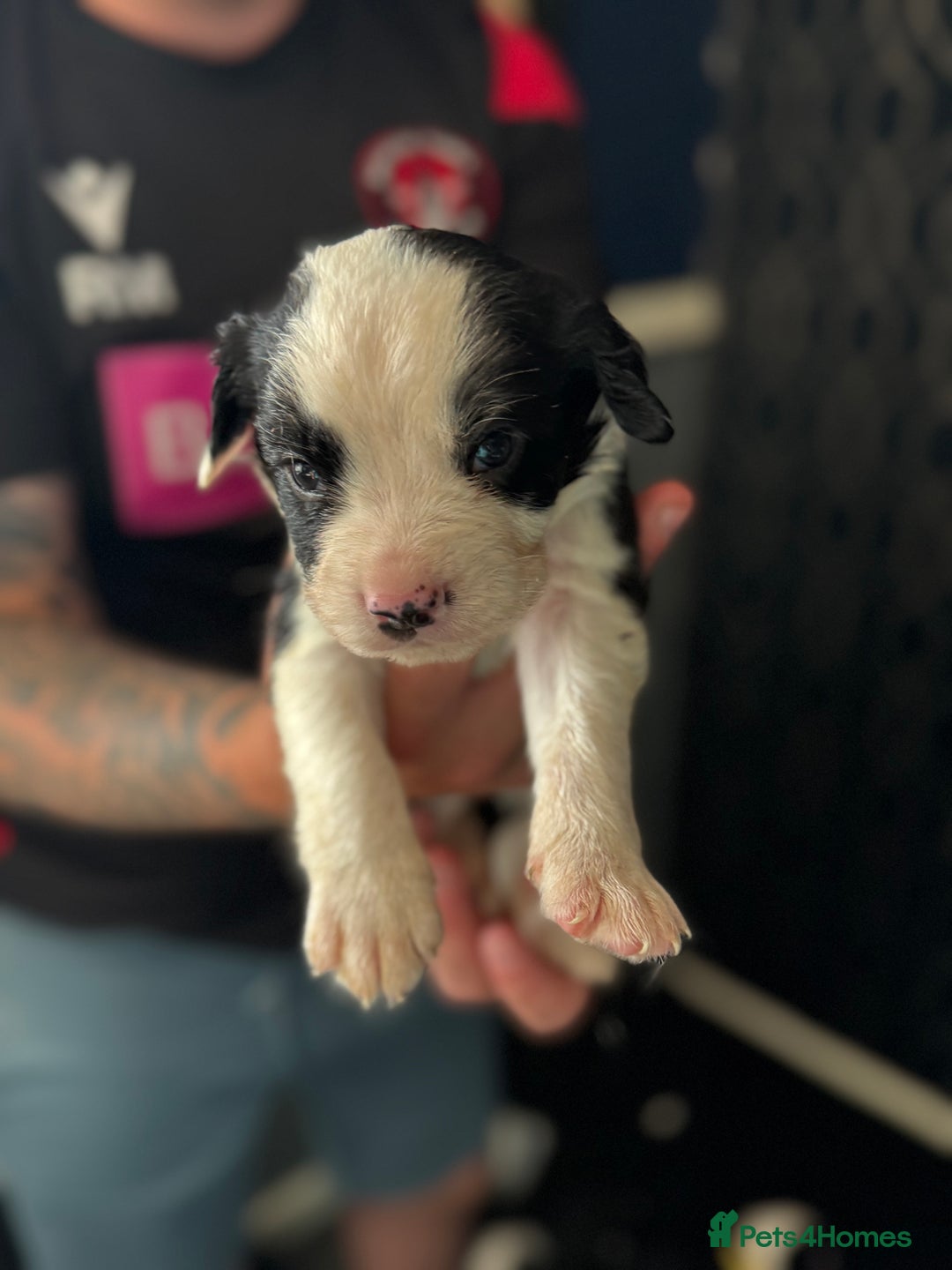 Mixed Breed dogs for sale: American bulldog (not bully) x cocker spaniel  - Image 16