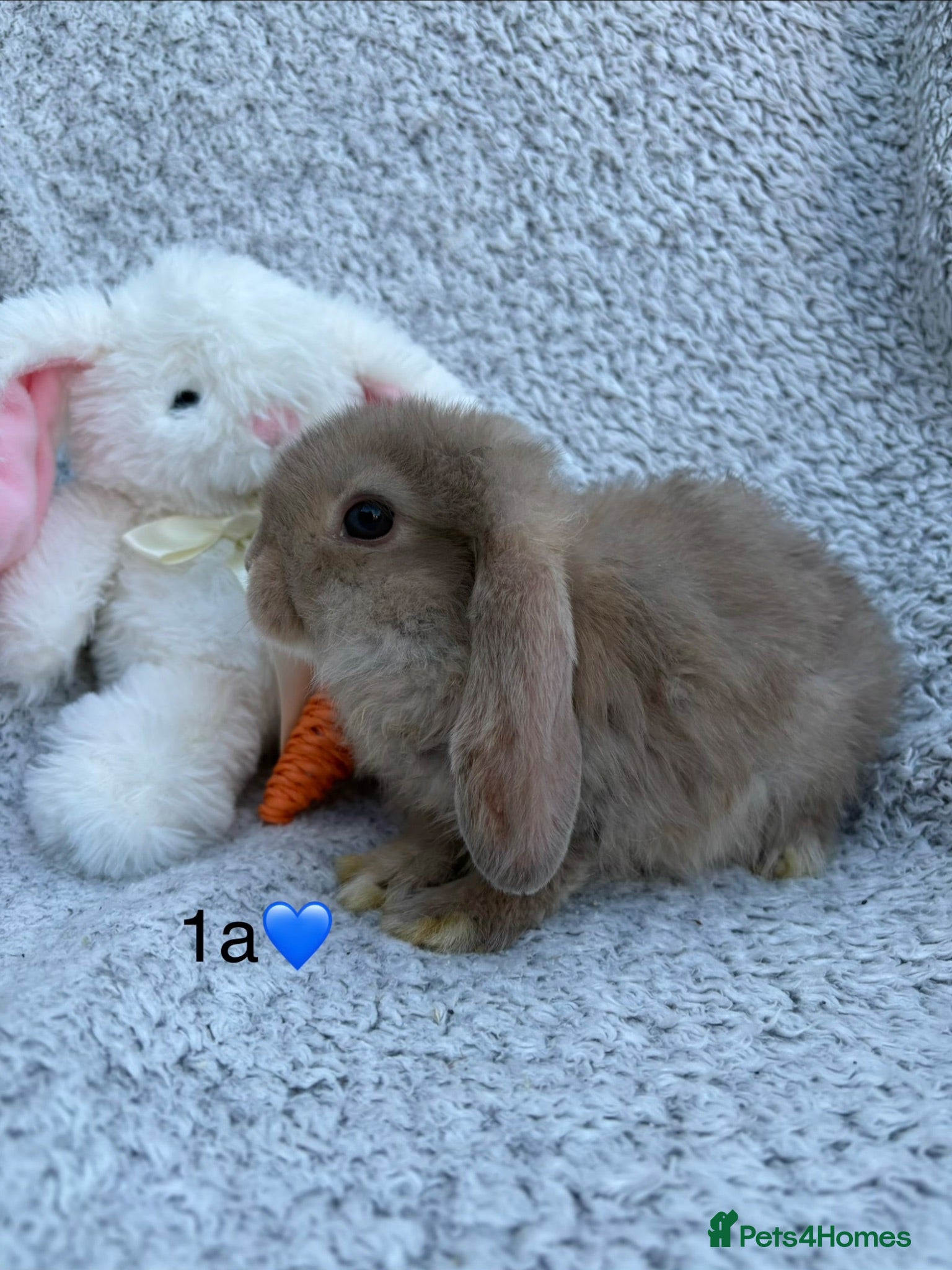 Mini Lop rabbits 5 bunnies available this weekend! - Advert 2