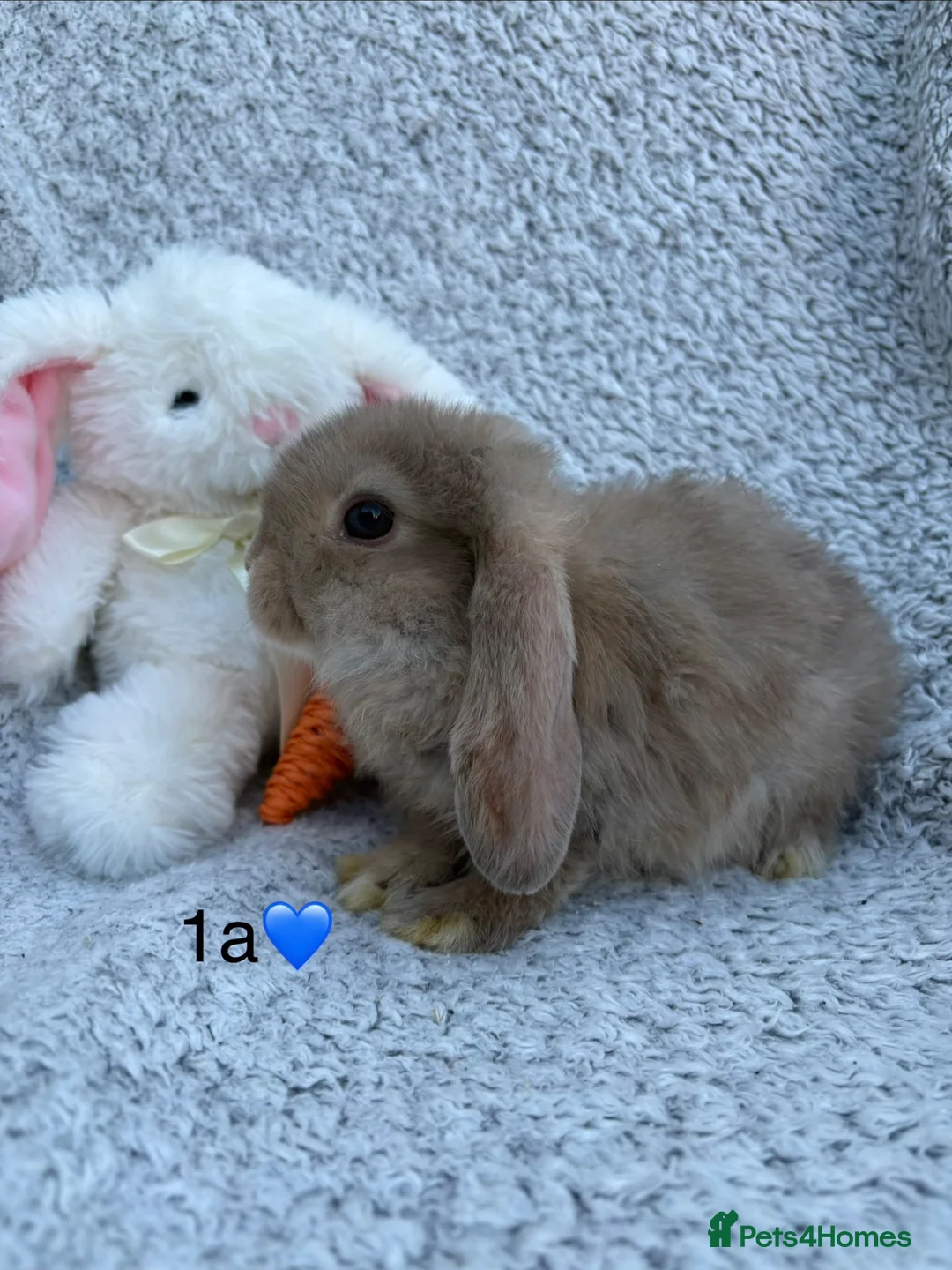 Mini Lop rabbits for sale: 5 bunnies available this weekend! - Advert 1