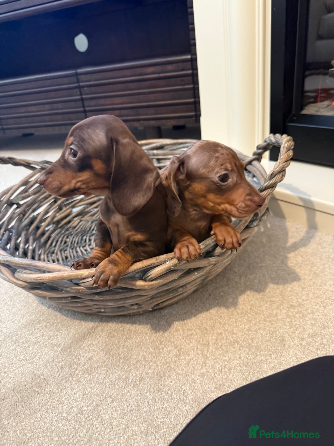 Miniature Dachshund dogs for sale: Miniature dachshunds (last two pups)  - Image 3