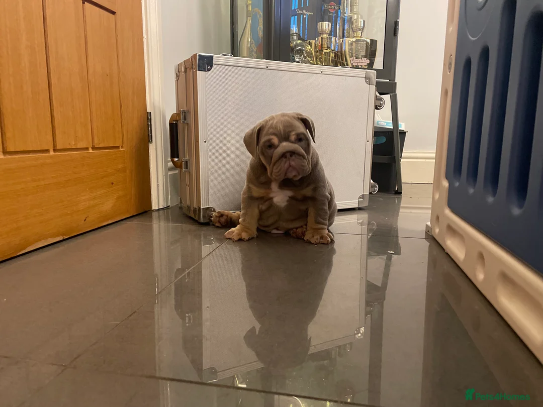 English Bulldog dogs for sale: Quality English bulldogs  - Advert 1