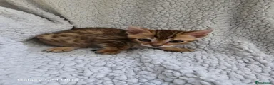 Bengal Kitten 1