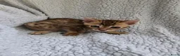 Bengal cats for sale: 4 beautiful bengal kitten  - Advert 12