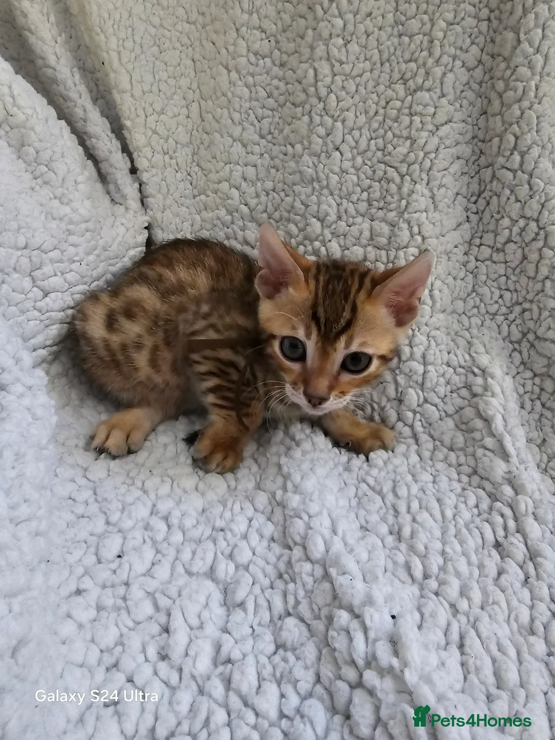 Bengal cats for sale: 4 beautiful bengal kitten  - Advert 12