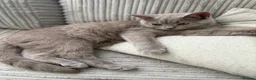 British Shorthair cats for sale: Rehoming - two female British short haired - Advert 4