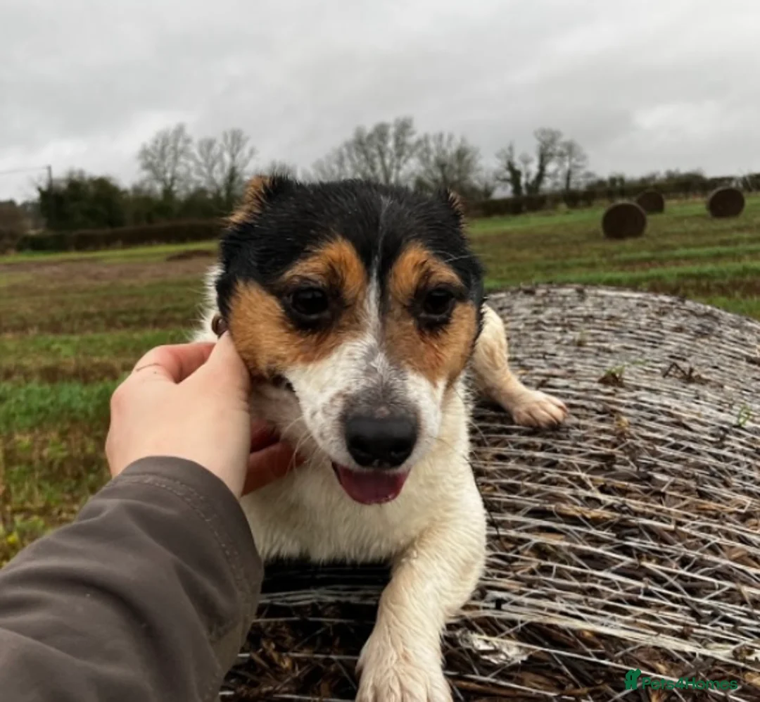 Jack Russell dogs for sale: 6 year old jack Russell girl - Advert 1