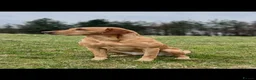Labrador Retriever dogs for sale: KC registered, fully health tested Labrador Puppy - Advert 5