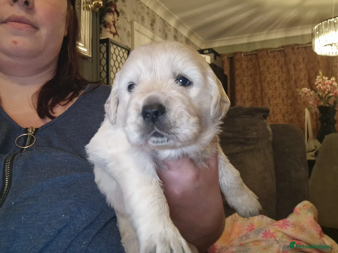 Golden Retriever dogs for sale: KC ADDORABLE CUTE GOLDEN RETRIEVER PUPPIES - Advert 4