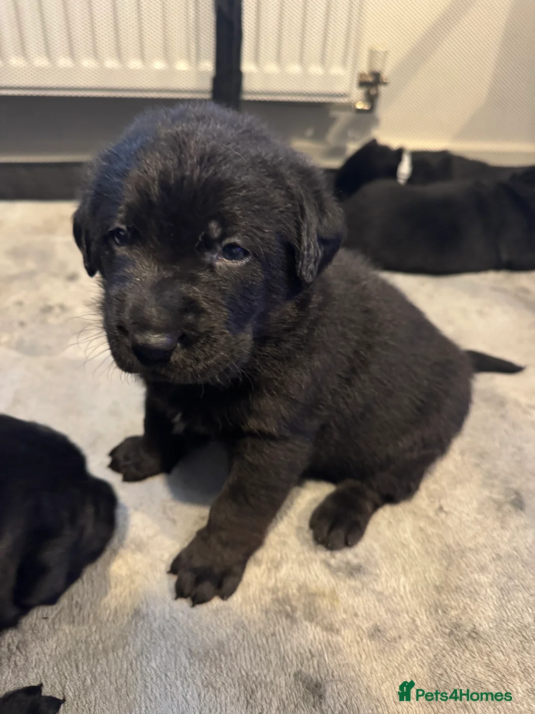 Labrador Retriever dogs for sale: KC Registered Black Chunky Labradors  - Advert 18