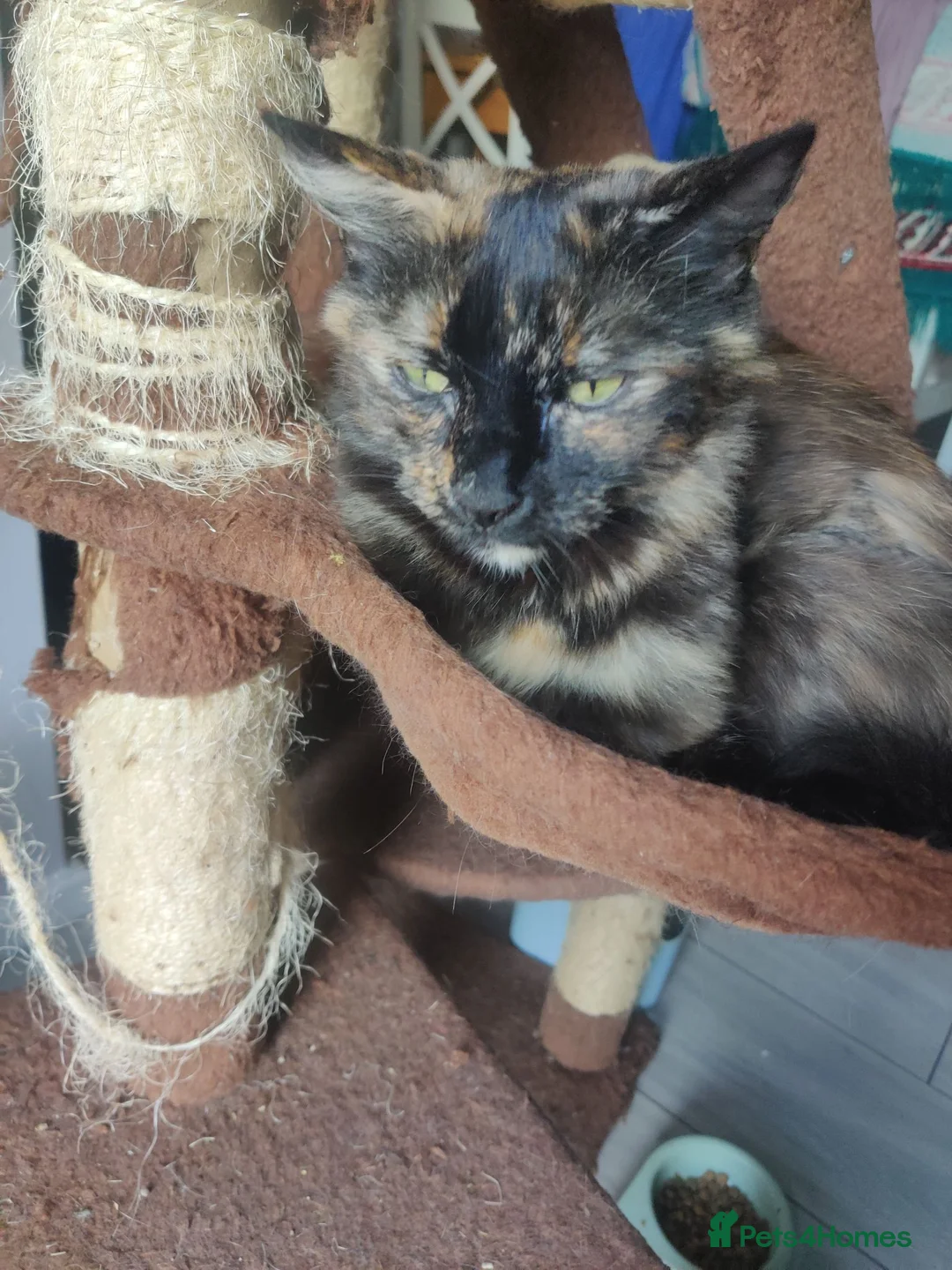 British Longhair cats for sale: GREY FLUFFY KITTEN* NEED TO GO ASAP* - Advert 5