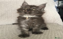 Maine Coon cats for sale: MaineCoon Kittens 2Girls Black Smoke Ready toleave - Image 14