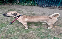 Cane Corso dogs for sale: 🐾 Male Cane Corso  - Image 8