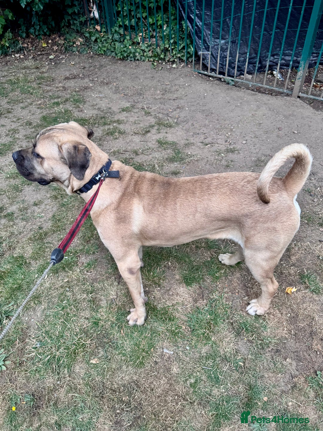 Cane Corso dogs for sale: 🐾 Male Cane Corso  - Image 8