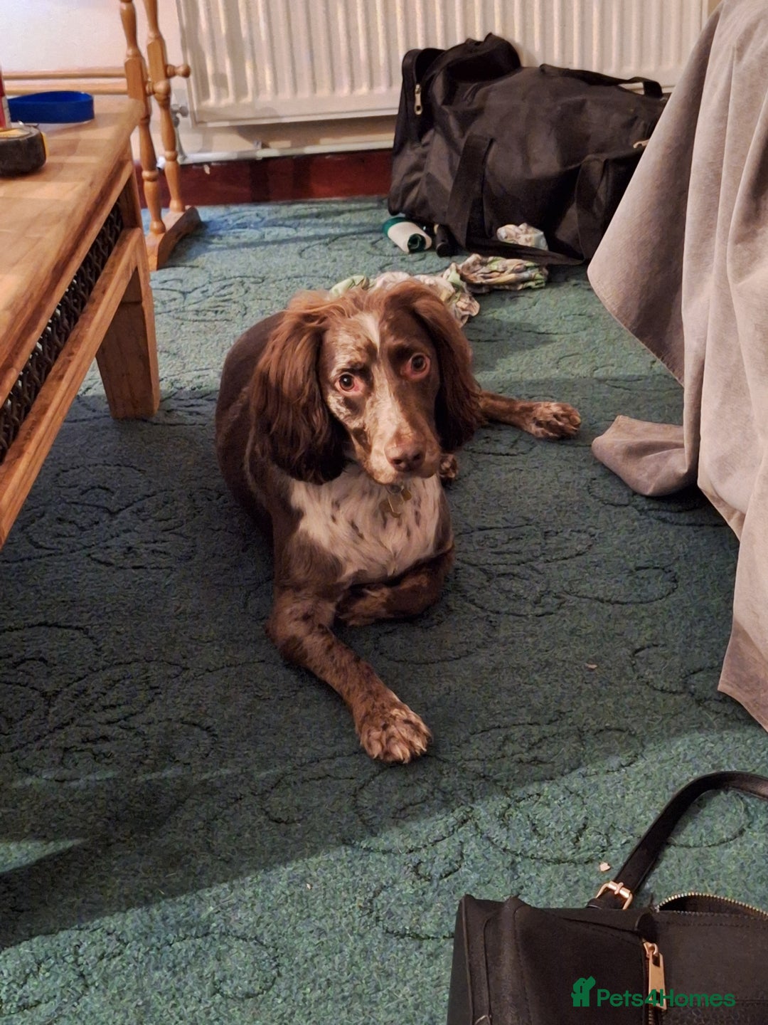 Cocker Spaniel dogs for sale: Beautiful chocolate merle cocker spaniel for sale in Abertillery - Image 1