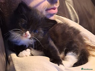 Mixed Breed cats Fluffy Kittens Gorgeous Personalities! 🐱💞 - Advert 20