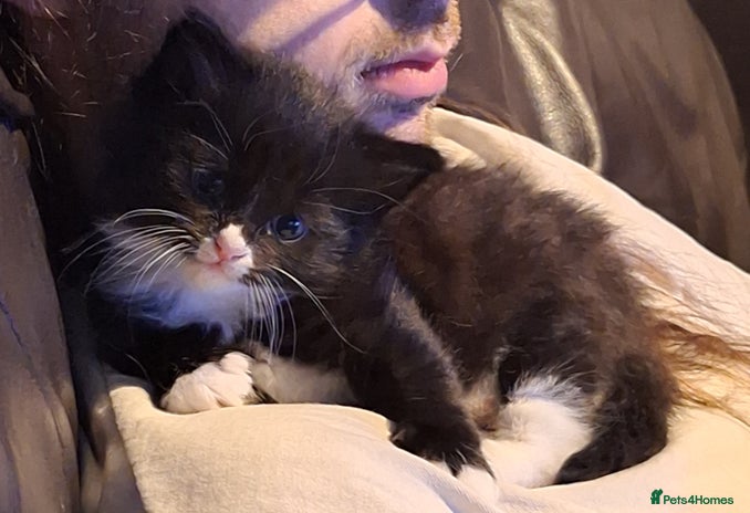 Mixed Breed cats Fluffy Kittens Gorgeous Personalities! 🐱💞 - Advert 14