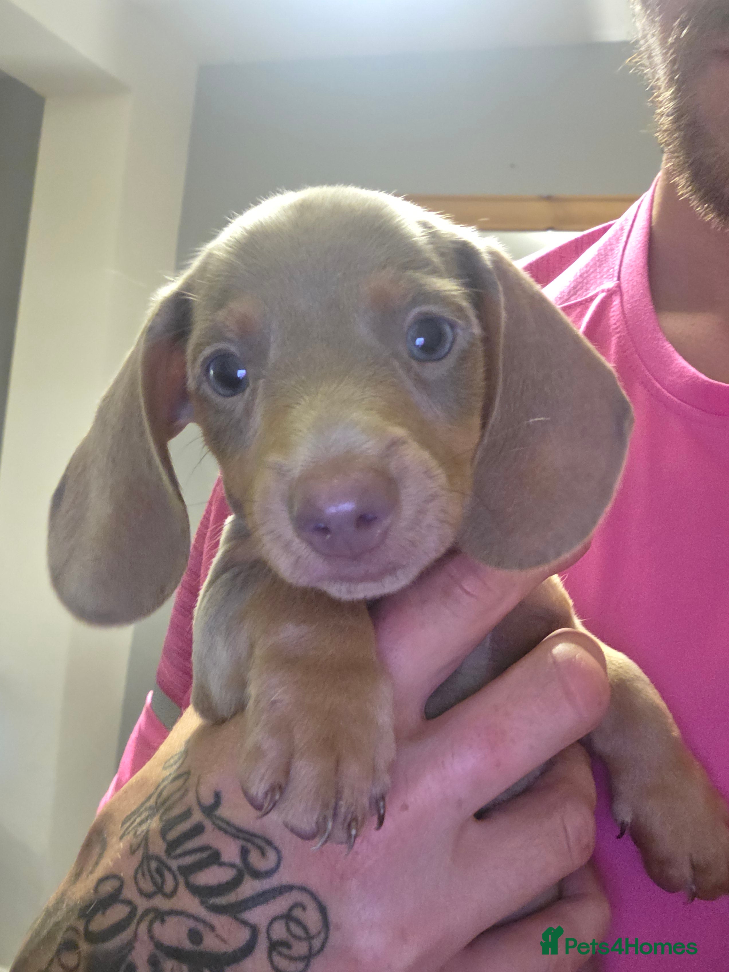 Miniature Dachshund dogs Last 5 miniature dacshunds puppies ready to leave! - Advert 10