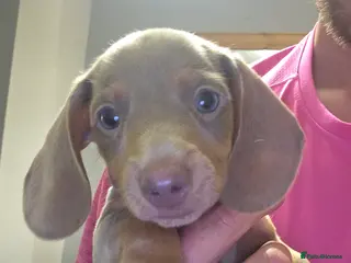 Miniature Dachshund dogs Last 5 miniature dacshunds puppies ready to leave! - Advert 10