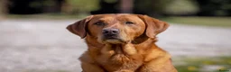 Labrador Retriever dogs for stud: Fox Red Labrador Stud - Jackson  - Advert 9