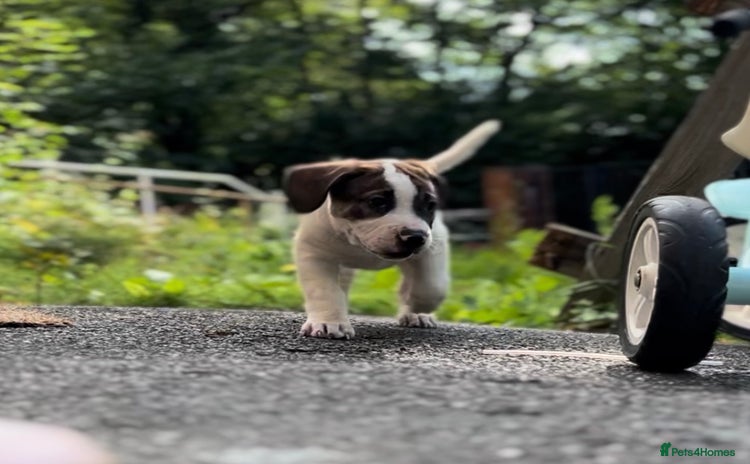 Mixed Breed dogs - Advert 14