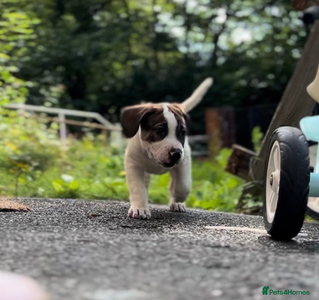 Mixed Breed dogs for sale: 🐾Cocker-Pie (Mini Hippo)s🐾 - Image 1