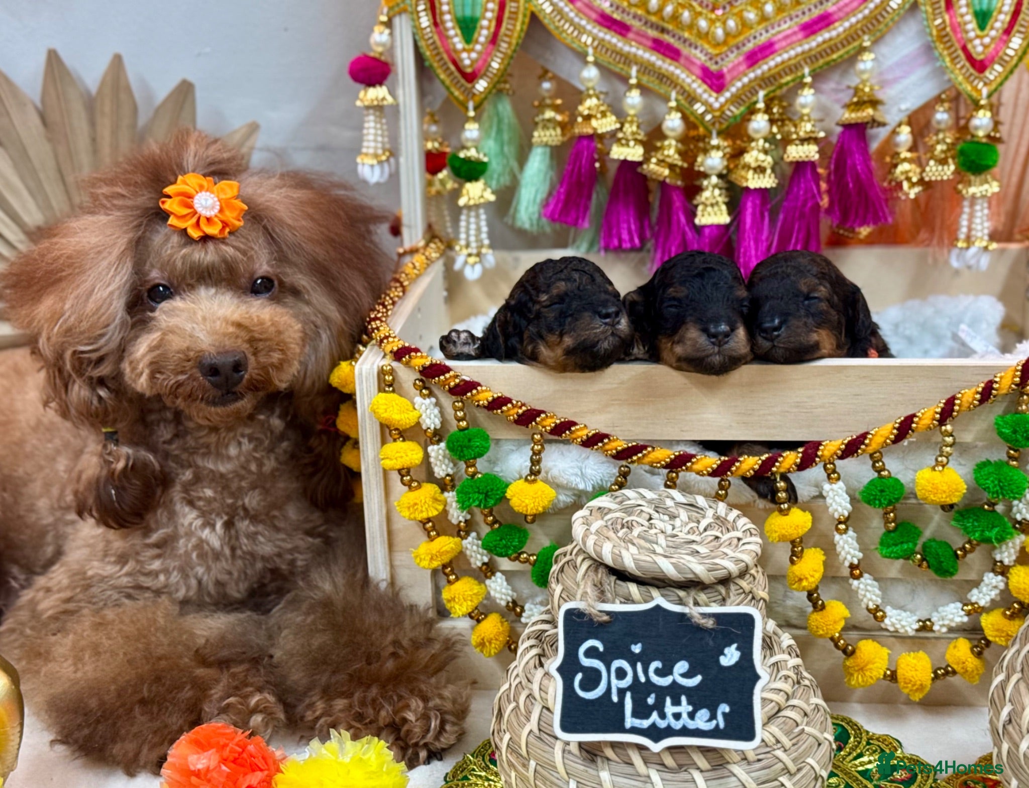 Toy Poodle dogs 🐾 KC Toy Poodle Puppies - Beautiful Colours 🐾 - Advert 3
