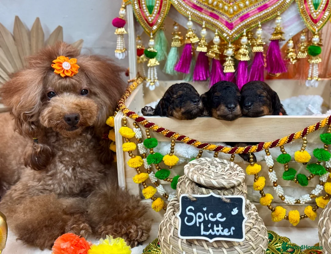 Toy Poodle dogs for sale: 🐾 KC Toy Poodle Puppies - Beautiful Colours 🐾 - Advert 1
