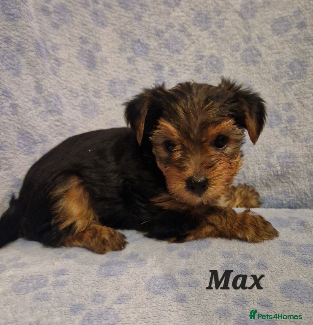 Yorkshire Terrier dogs for sale: Beautiful yorkie puppies - Advert 30