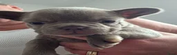 French Bulldog dogs for sale: French bulldog pups for sale - Advert 5