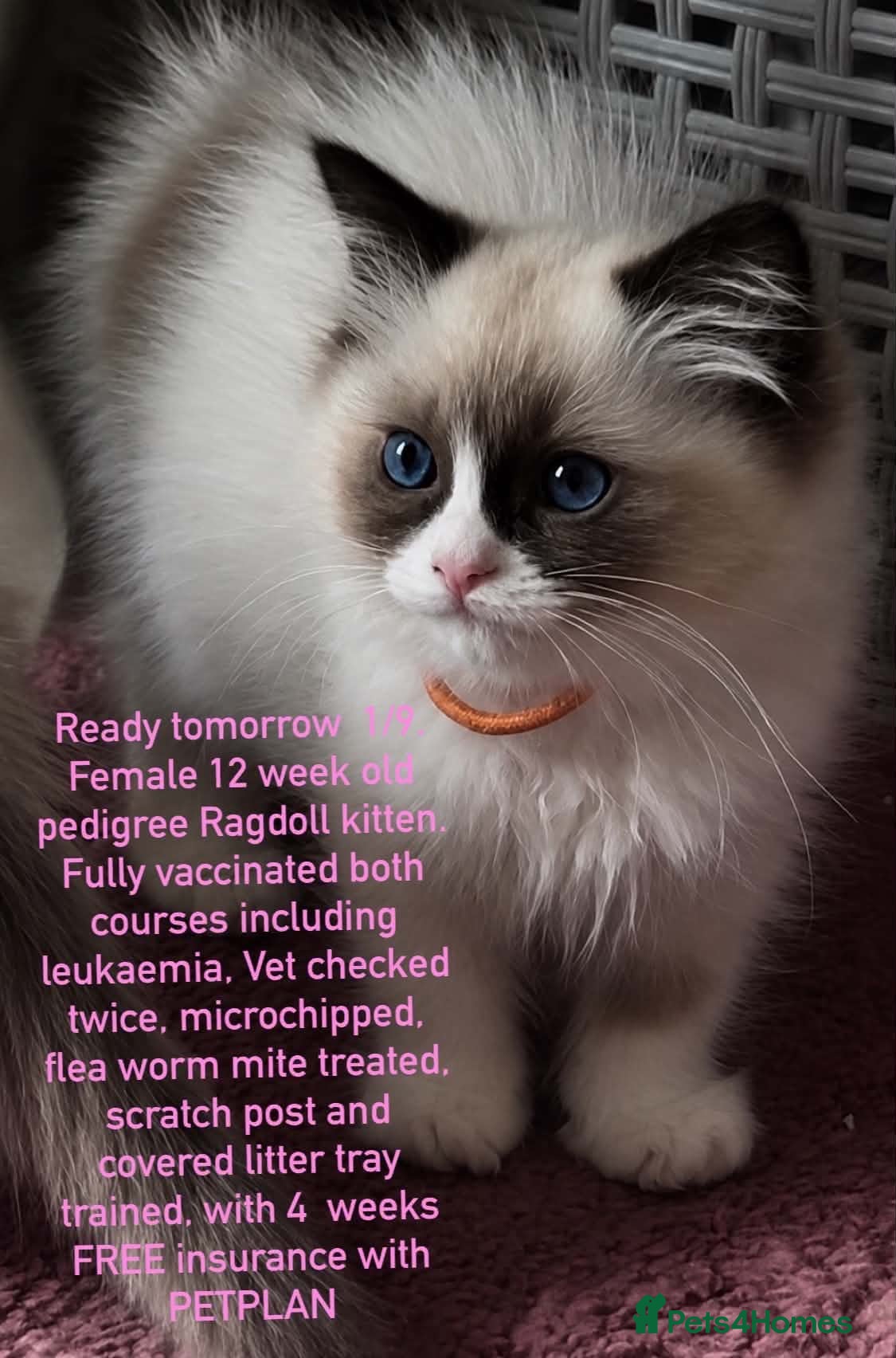 Ragdoll cats REDUCED READY TOMORROW FULL VACCINES,CHIP,INSURED! - Advert 13