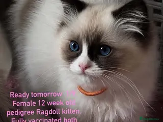 Ragdoll cats REDUCED READY TOMORROW FULL VACCINES,CHIP,INSURED! - Advert 13