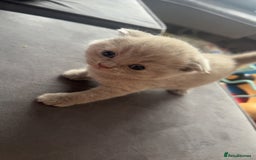 Scottish Fold cats for sale: Absolutely stunning kittens  - Image 6