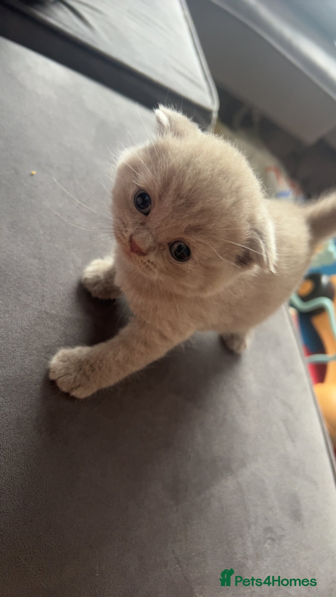 Scottish Fold cats for sale: Absolutely stunning kittens  - Image 6