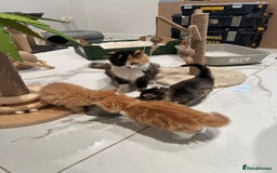 Maine Coon cats for sale: Stunning Kitten Mainecoon Girls - Image 10