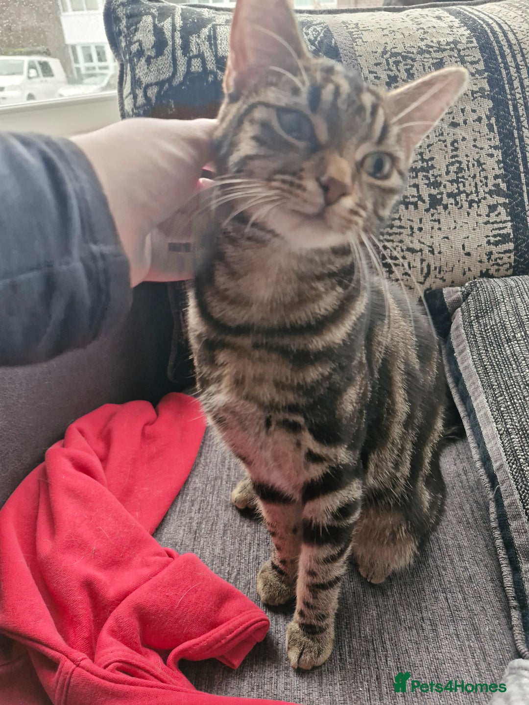 Mixed Breed cats for sale: 1 x tabby girl 1 x ginger and white boy - Image 3
