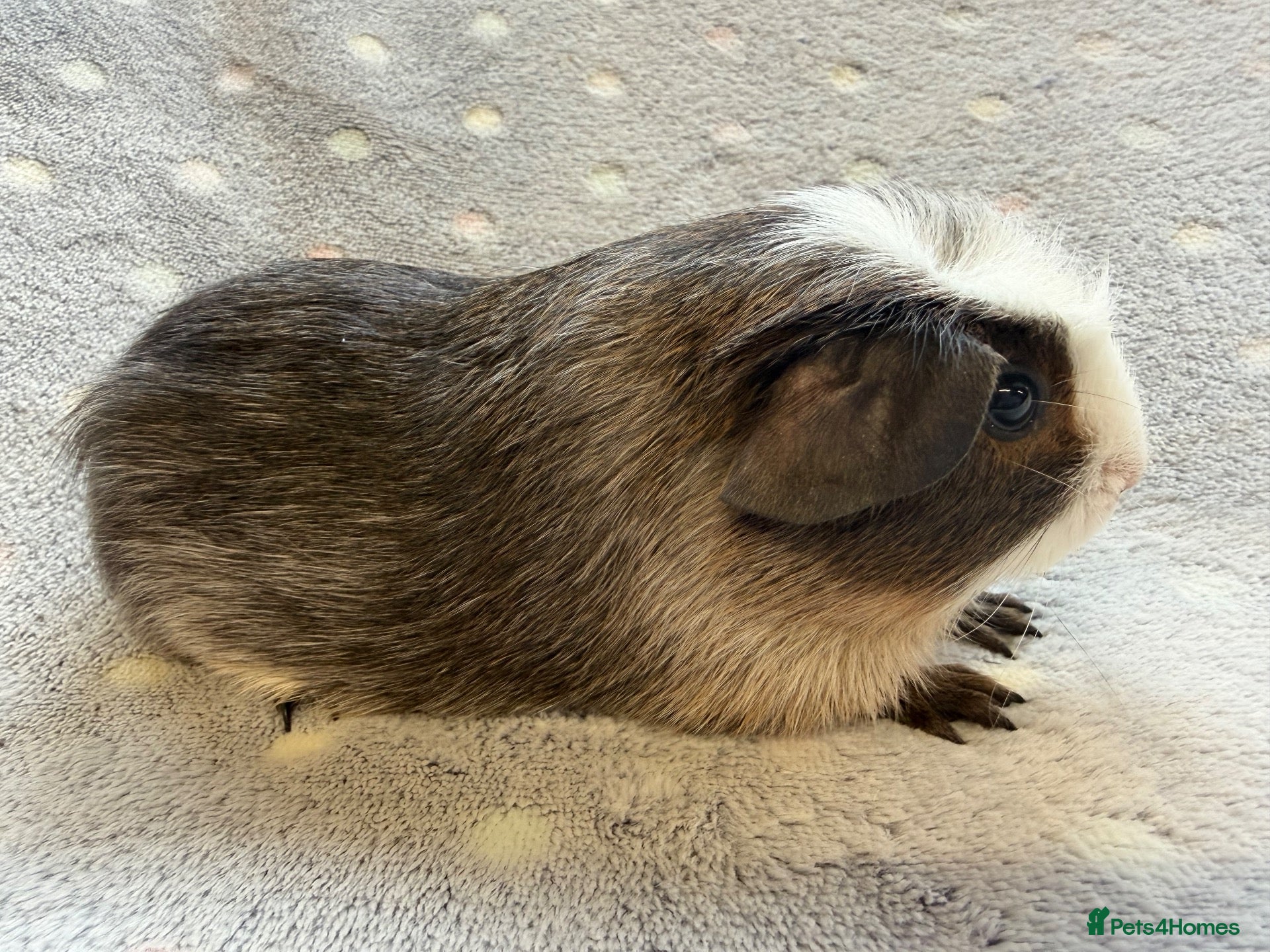Guinea Pig rodents Very cute babies - Advert 18
